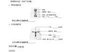 人教版 (新课标)七年级下册第二节 人的生殖学案