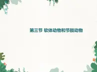 鲁科版（五四制）生物八年级上册 第七单元第一章第二课时第三节软体动物和节肢动物课件