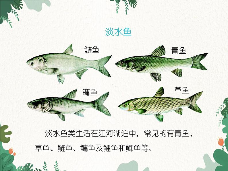 鲁科版(五四制)生物八年级上册 第七单元第一章第四节鱼类课件06