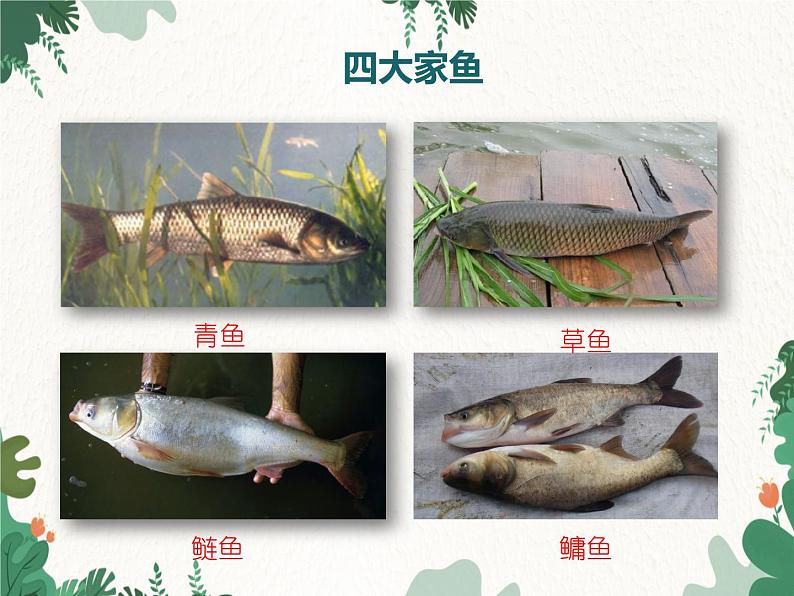 鲁科版(五四制)生物八年级上册 第七单元第一章第四节鱼类课件08