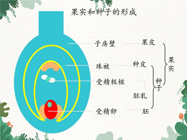 鲁科版(五四制)生物八年级下册 第八单元第一章生物的生殖和发育复习课件第7页