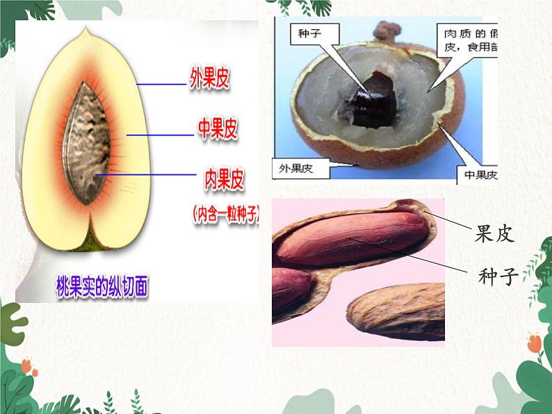 鲁科版(五四制)生物八年级下册 第八单元第一章生物的生殖和发育复习课件第8页
