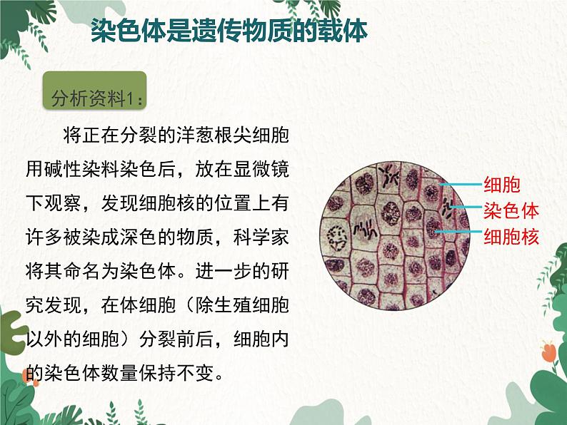 鲁科版(五四制)生物八年级下册 第八单元第二章第一节遗传的物质基础课件07