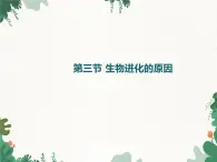 鲁科版（五四制）生物八年级下册 第八单元第三章第三节生物进化的原因课件