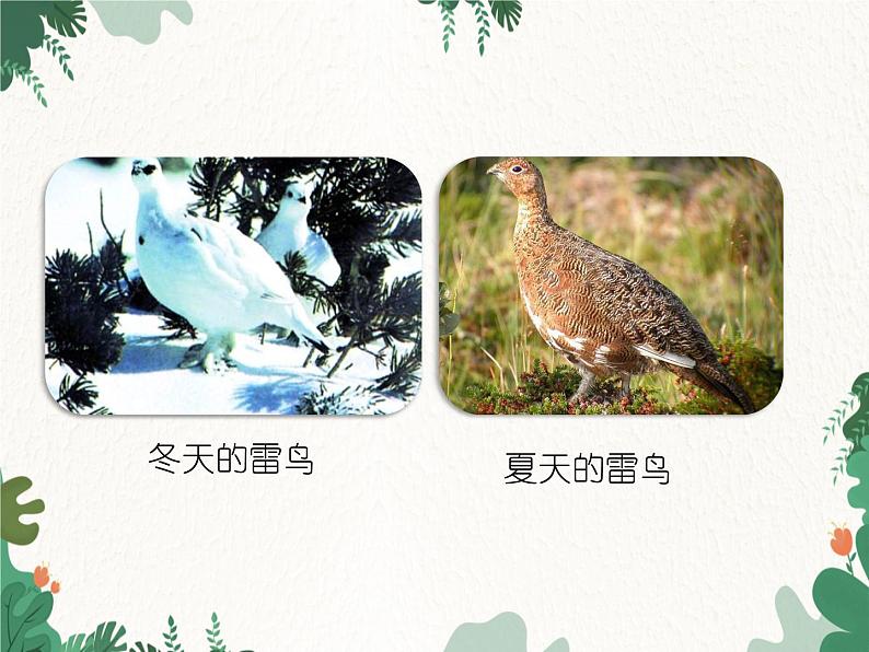 鲁科版(五四制)生物八年级下册 第八单元第三章第三节生物进化的原因课件06