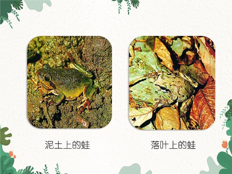 鲁科版(五四制)生物八年级下册 第八单元第三章第三节生物进化的原因课件07
