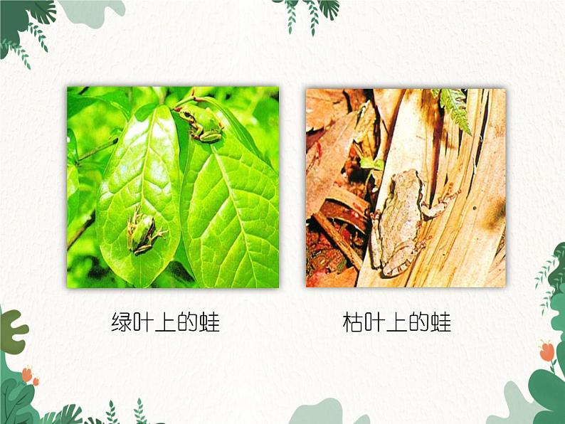 鲁科版(五四制)生物八年级下册 第八单元第三章第三节生物进化的原因课件08
