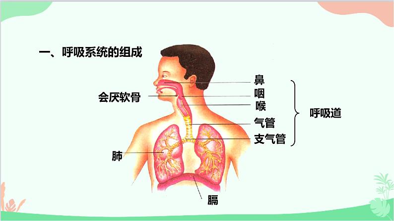 人教版生物七年级下册 第三章 第一节 呼吸道对空气的处理课件第3页