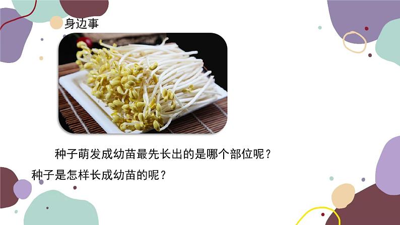 冀少版生物八年级上册 3.1.1 种子萌发的过程课件第2页