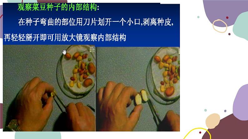 冀少版生物八年级上册 3.1.1 种子萌发的过程课件第5页