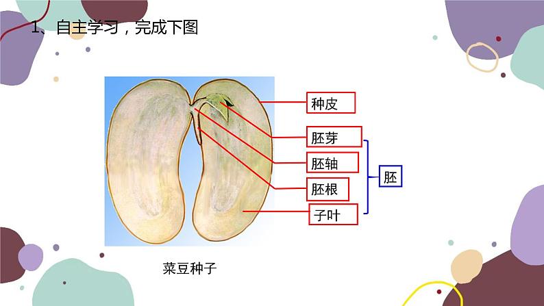 冀少版生物八年级上册 3.1.1 种子萌发的过程课件第6页