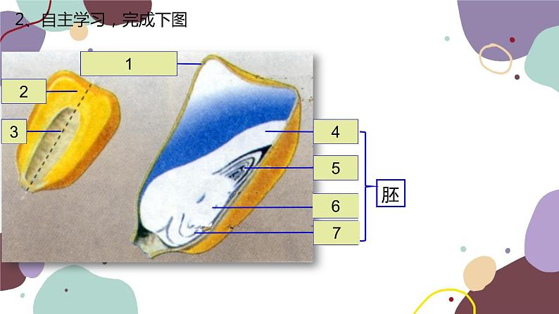 冀少版生物八年级上册 3.1.1 种子萌发的过程课件第7页