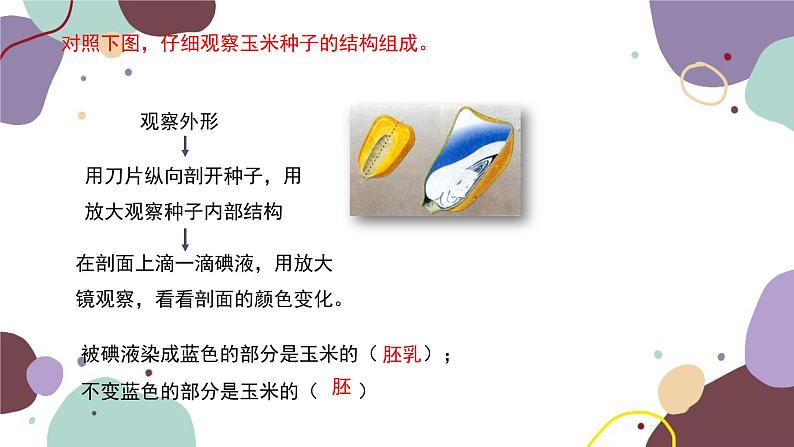 冀少版生物八年级上册 3.1.1 种子萌发的过程课件第8页