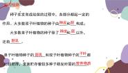 冀少版八年级上册第二节  种子萌发的条件课文内容课件ppt