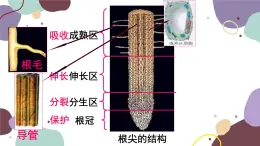 冀少版生物八年级上册 3.2.3 无机盐与植物的生长课件