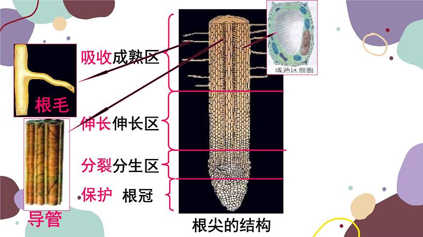 冀少版生物八年級上冊 3.2.3 無機(jī)鹽與植物的生長課件第1頁