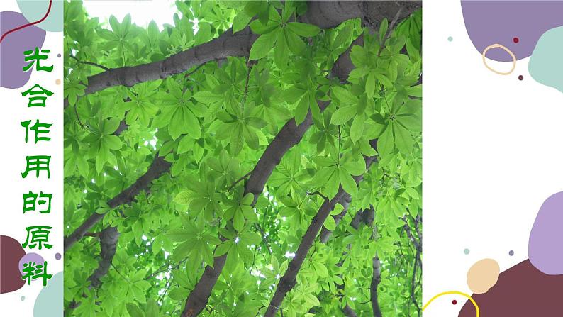 冀少版生物八年级上册 3.3.2 光合作用的原料课件第1页