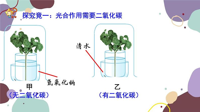 冀少版生物八年级上册 3.3.2 光合作用的原料课件第6页