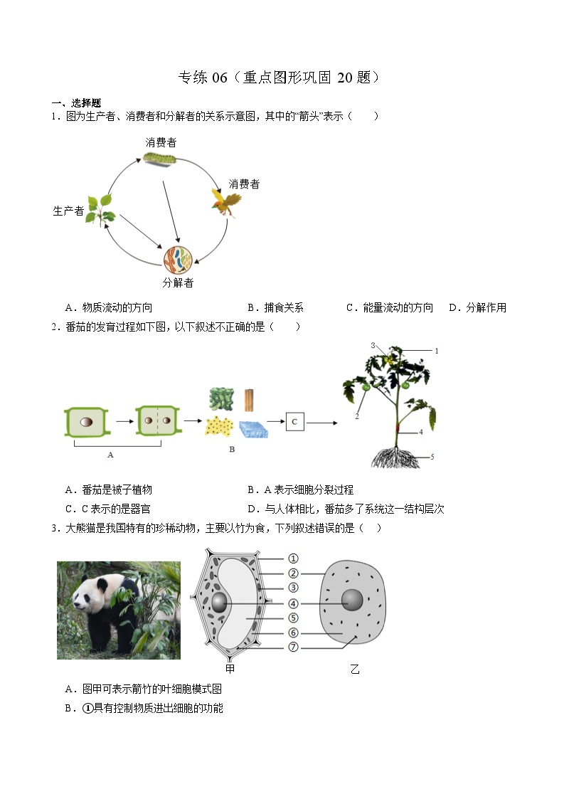 备战2024年会考生物专项复习（全国通用）-专练06 重点图形巩固20题（原卷版+解析版）