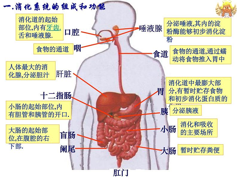 2020-2021学年七年级下册人生物人教版课件 第二章 人体的营养 2.2 生物消化与吸收 (2)第6页