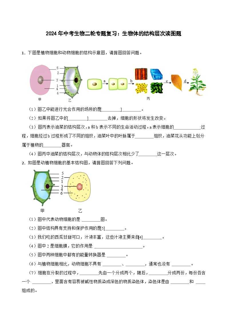 2024年中考生物二轮专题复习 生物体的结构层次读图题（含解析）