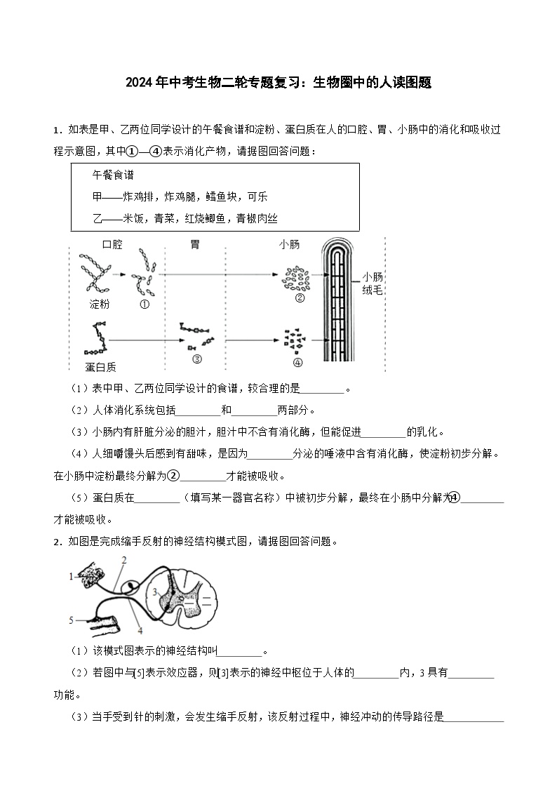 2024年中考生物二轮专题复习：生物圈中的人读图题（含答案）