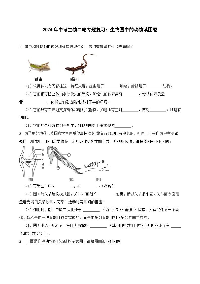 2024年中考生物二轮专题复习：生物圈中的动物读图题（含答案）