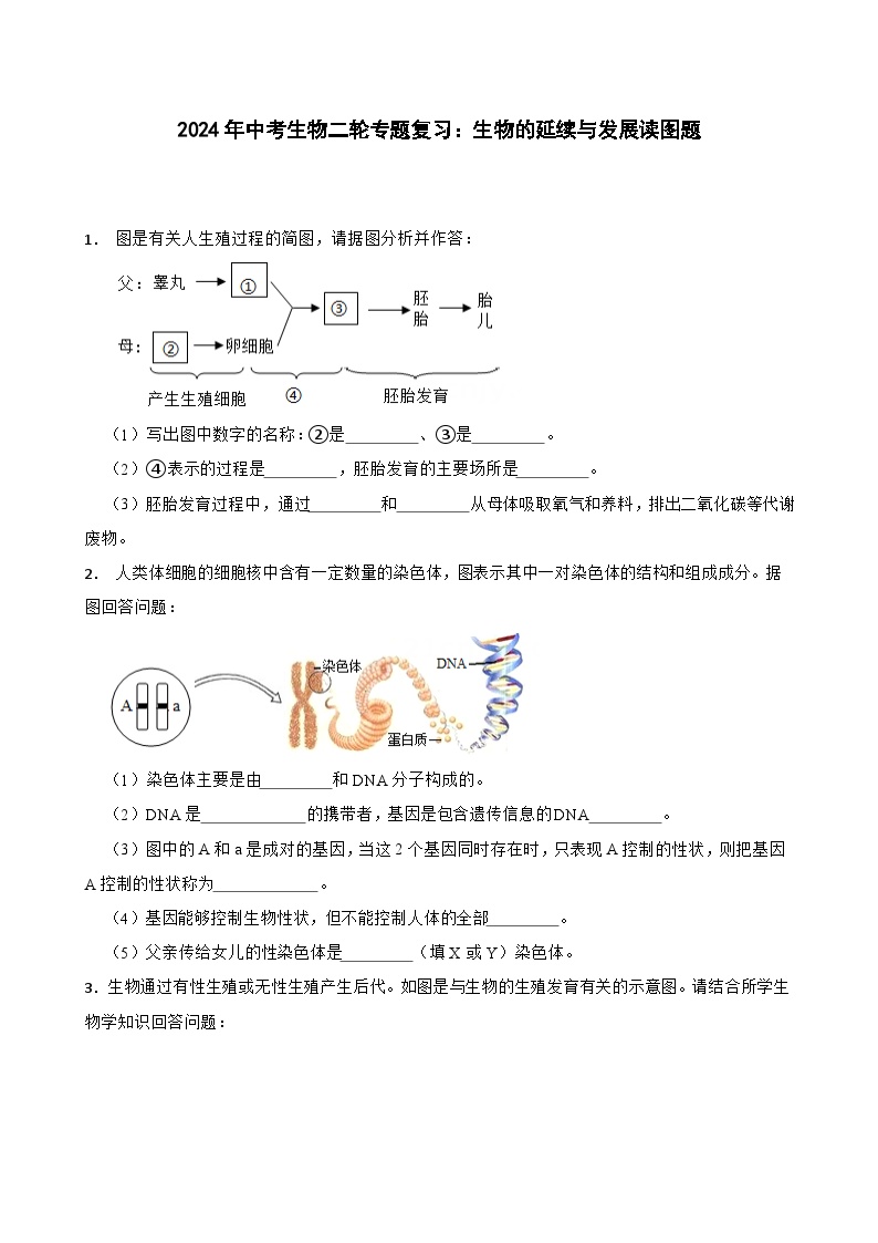 2024年中考生物二轮专题复习：生物的延续与发展读图题（含答案）