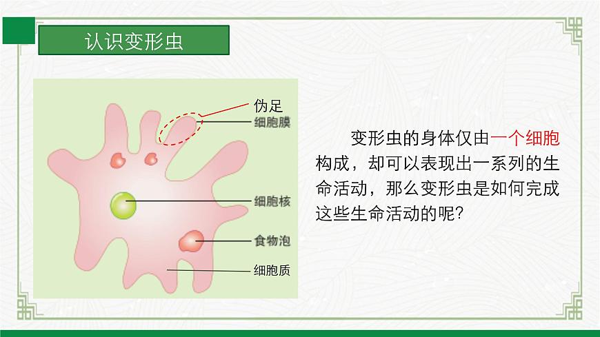 2.2.2細(xì)胞是生命活動(dòng)的單位（課件） 北師大版七上第8頁