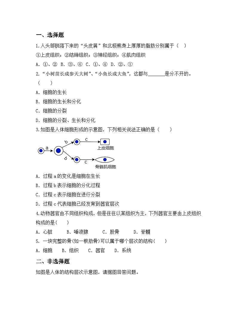 【核心素养目标】人教版初中生物七年级上册1.3.2《动物体的结构层次》 课件+视频+教学设计+同步分层练习(含答案)03