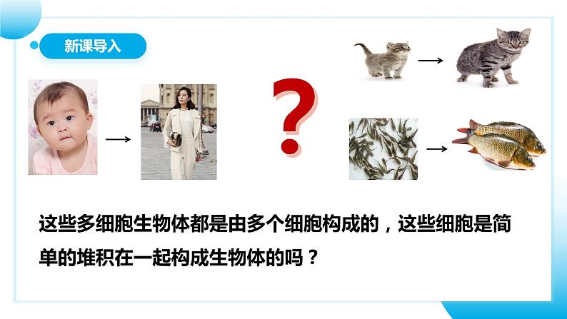 【核心素养目标】人教版初中生物七年级上册1.3.2《动物体的结构层次》 课件+视频+教学设计+同步分层练习(含答案)03