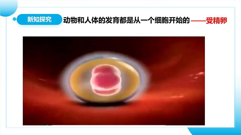【核心素养目标】人教版初中生物七年级上册1.3.2《动物体的结构层次》 课件+视频+教学设计+同步分层练习(含答案)06