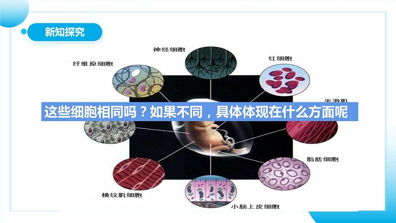 【核心素养目标】人教版初中生物七年级上册1.3.2《动物体的结构层次》 课件+视频+教学设计+同步分层练习(含答案)07