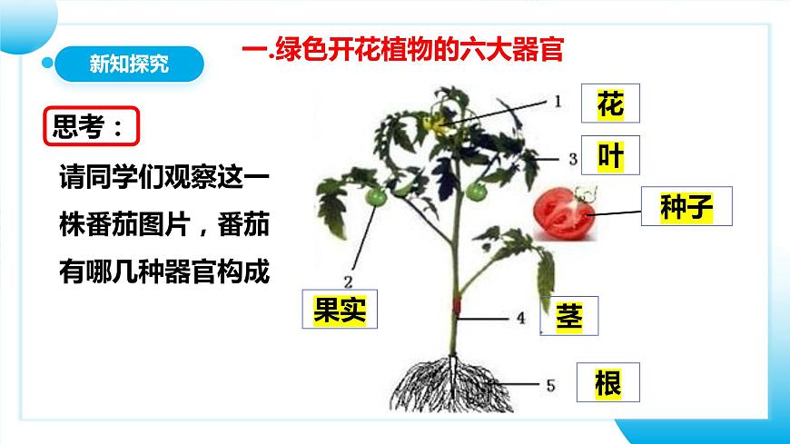 人教版初中生物七年級(jí)上冊(cè)1.3.3《植物體的結(jié)構(gòu)層次》課件第7頁(yè)