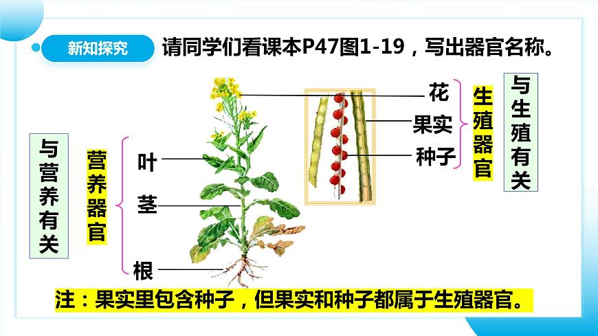 人教版初中生物七年級(jí)上冊(cè)1.3.3《植物體的結(jié)構(gòu)層次》課件第8頁(yè)