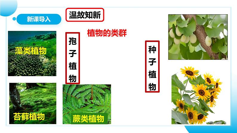 【核心素养目标】人教版初中生物七年级上册2.1.2《种子植物》 课件+视频+教学设计+同步分层练习(含答案)03