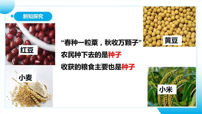 【核心素养目标】人教版初中生物七年级上册2.1.2《种子植物》 课件+视频+教学设计+同步分层练习(含答案)06