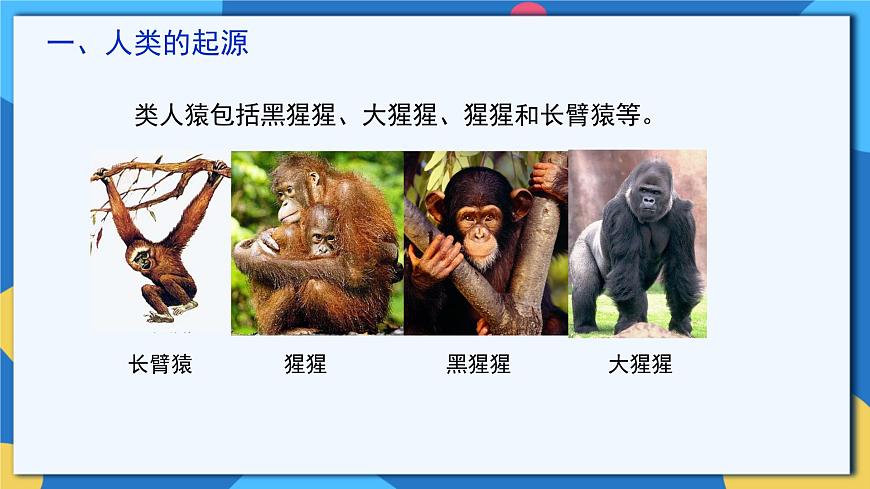 蘇科版生物八年級(jí)下冊(cè)  23.4 人類(lèi)的起源和進(jìn)化 課件第5頁(yè)
