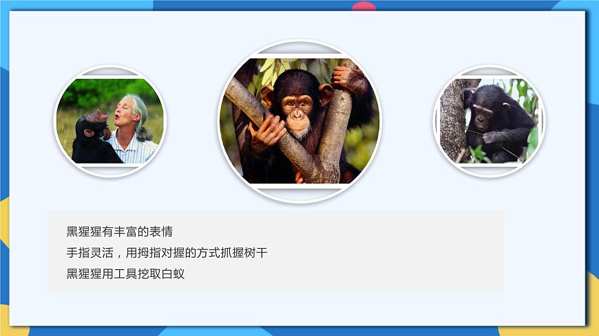 蘇科版生物八年級(jí)下冊(cè)  23.4 人類(lèi)的起源和進(jìn)化 課件第7頁(yè)