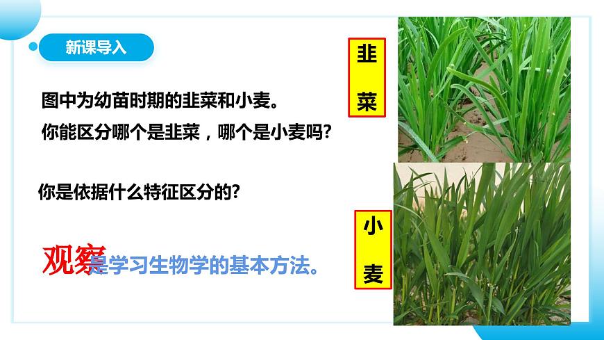 人教版初中生物七年級(jí)上冊(cè)1.1.1《觀察周邊環(huán)境中的生物》課件第3頁(yè)