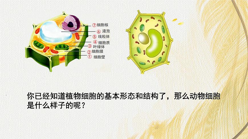 人教版 初中生物七年級(jí)上冊(cè)1.2.3動(dòng)物細(xì)胞課件+視頻第2頁