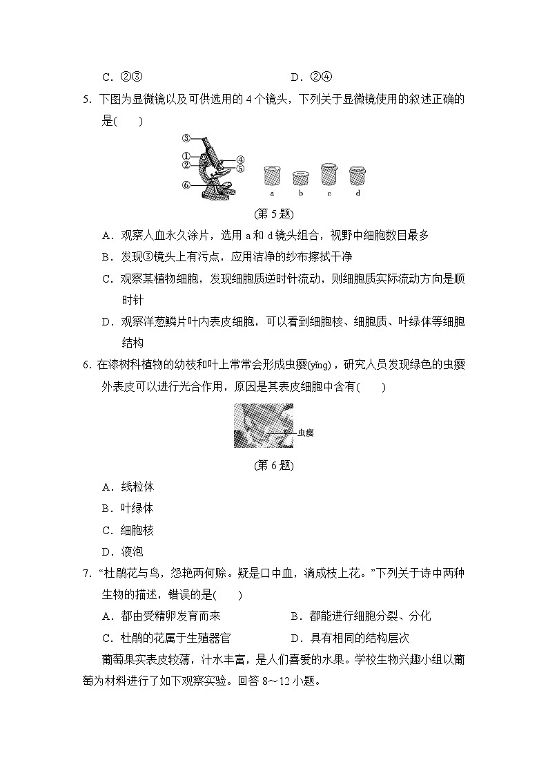 2024-2025学年人教版生物七年级上册期末达标测试卷02