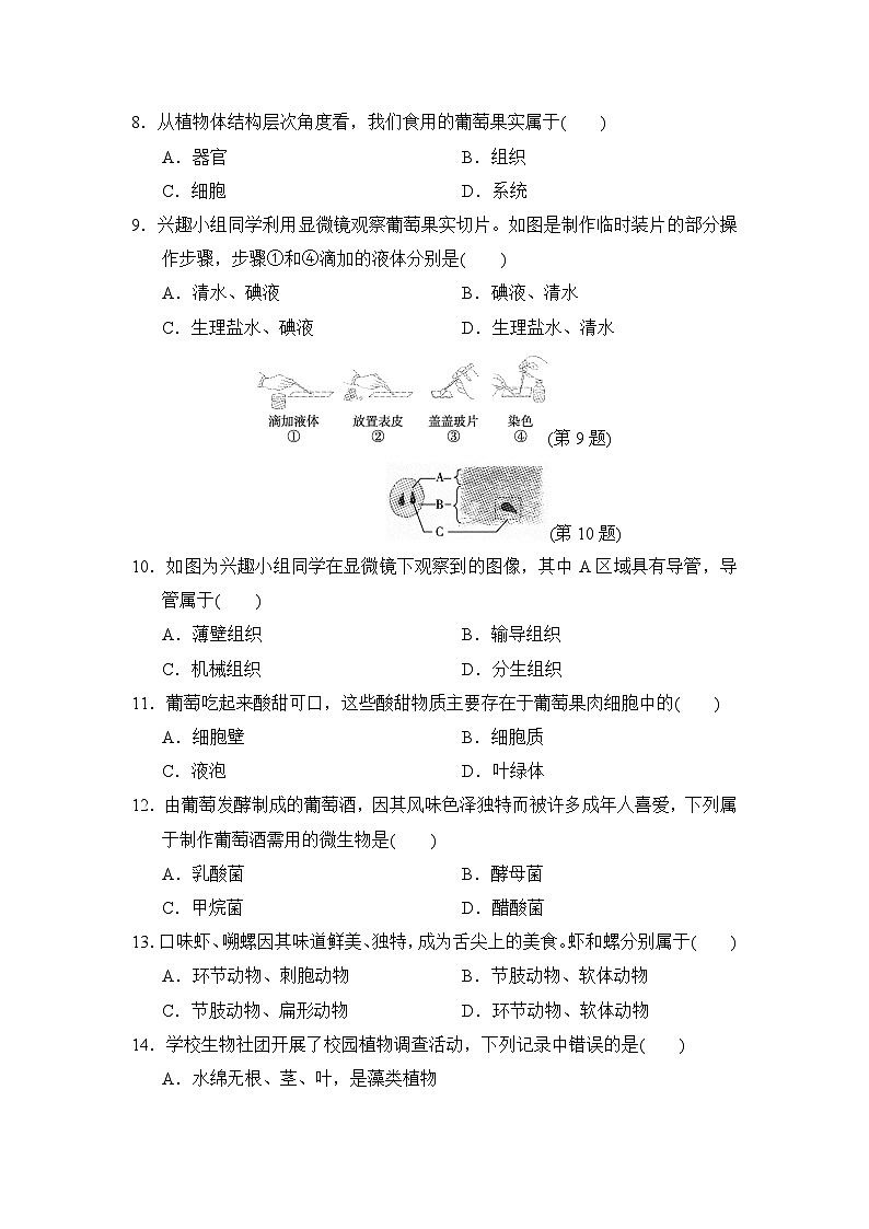 2024-2025学年人教版生物七年级上册期末达标测试卷03