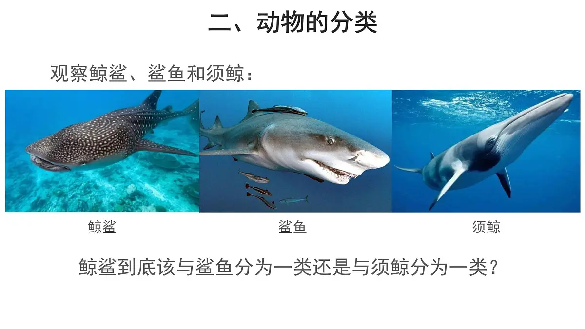 6.1.1尝试对生物进行分类 第2课时课件 2024年初中秋季人教版生物八年级上册第5页