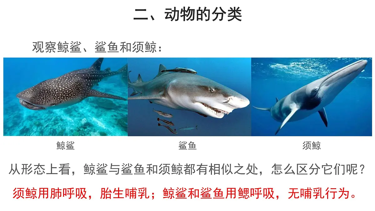 6.1.1尝试对生物进行分类 第2课时课件 2024年初中秋季人教版生物八年级上册第6页