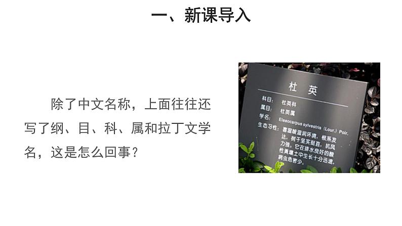 6.1.2 从种到界课件2024年初中秋季人教版生物八年级上册03