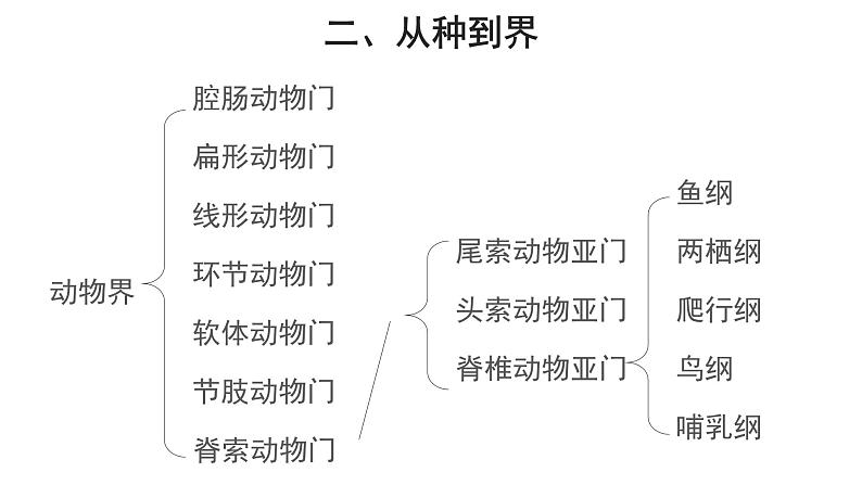 6.1.2 从种到界课件2024年初中秋季人教版生物八年级上册07