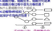 初中生物济南版七年级上册第三节 多细胞生物体的结构层次图片ppt课件