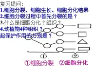 1.2.3 多细胞生物体的结构层次课件2024年初中秋季济南版生物七年级上册