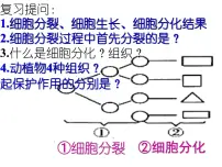 初中生物济南版七年级上册第三节 多细胞生物体的结构层次图片ppt课件